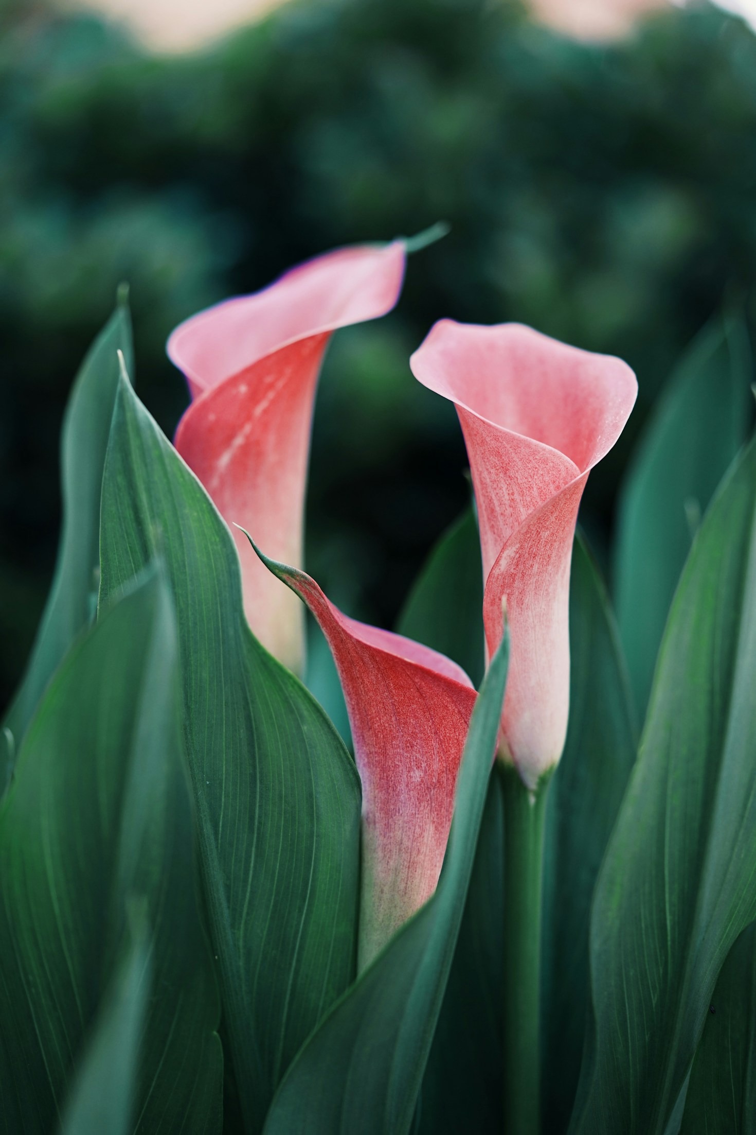How to Prolong the Life of Your Cut Flowers