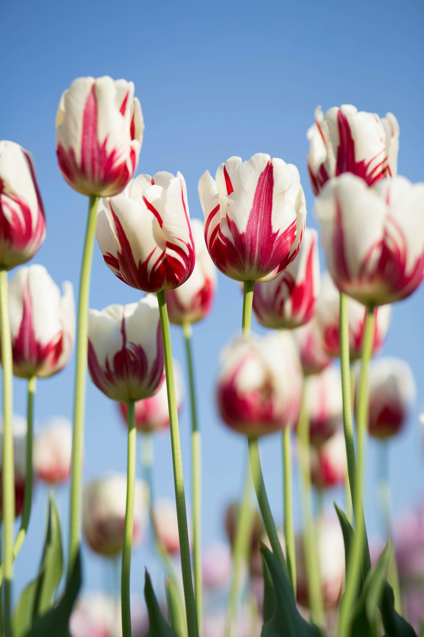 The Role of Flowers in Celebrating Life Events