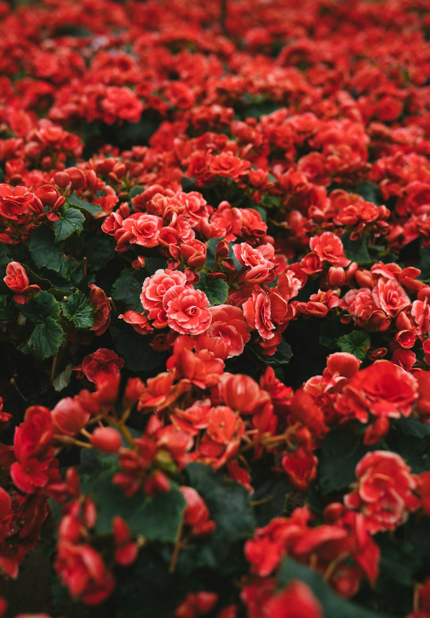 Innovative Ideas for Using Flowers in Decor